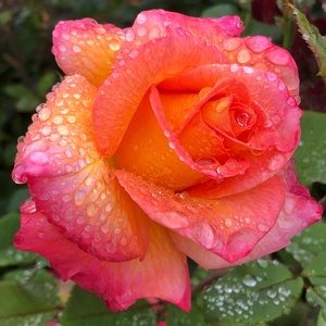 Meet your Posher, Janine